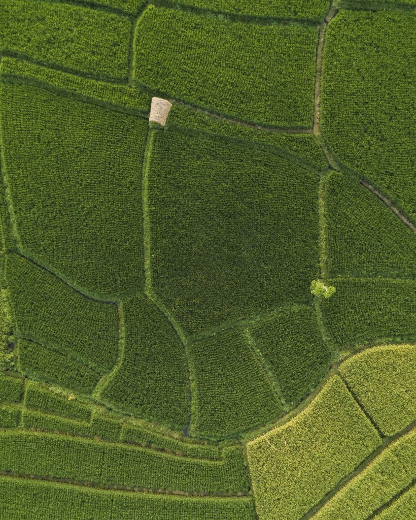 Aerial view of rice fields at day time,Bali,Indonesia